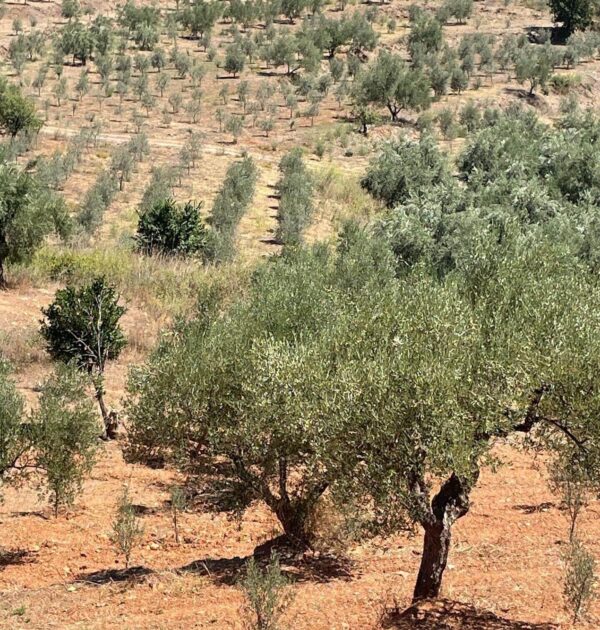 Adopt a Tree - Image 3