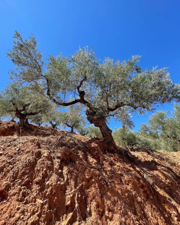 Adopt a Tree - Image 2